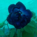 Blue rose flowers.