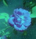 Blue rose flowers.