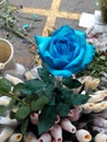 A blue rose in full bloom Royalty Free Stock Photo