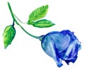 Blue rose in full bloom