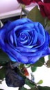 Blue rose