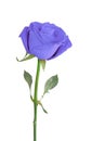 Blue Rose isolated over white.