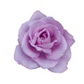 Blue Rose Royalty Free Stock Photo