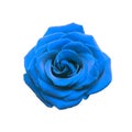 Blue rose