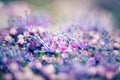 Blue, rose lilac flowers and stamens macro photography.