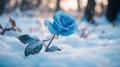 Blue Rose Lying On Snow. Winter Flower Royalty Free Stock Photo
