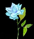 Blue Rose, painting