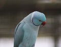 Blue Rose ringed parakeet Royalty Free Stock Photo