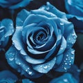 a blue rose is standing out with water drops on its petals Royalty Free Stock Photo
