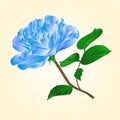 Blue rose stem vector