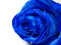 Blue rose with water drip