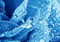 Blue rose with water drops Royalty Free Stock Photo