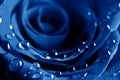 Blue rose with water drops Royalty Free Stock Photo