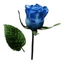 Blue rose on white isolated background with clipping path. No shadows. Closeup. A flower on a stalk with green leaves after a r Royalty Free Stock Photo