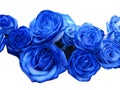 Blue roses