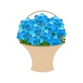 Blue roses Basket. large bouquet of flowers isolated Royalty Free Stock Photo