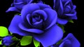 Blue Roses Bouquet On Black Background