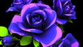 Blue Roses Bouquet On Black Background