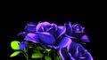 Blue Roses Bouquet On Black Text Space