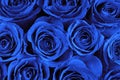 Blue roses