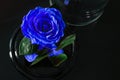 blue roses in colb on black background. Top view. Original gift Rose in Glass, preserved rose, preserved flower Royalty Free Stock Photo