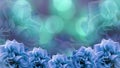 Blue roses flowers on blurred turquoise-violet bokeh background. floral background. colored wallpaper for design.