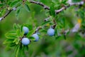 Blue round fruits wild blackthorn, plum, concept of harvesting in the orchard, vegetarian food, raw food diet from tree Royalty Free Stock Photo