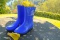 Blue rubber boots with yellow fallen leaves across autumnal nature, trees, bushes. Fall concept. Background. Copy space Royalty Free Stock Photo