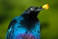 Blue rueppell glossy starling holding a piece of an apple in its red beak Royalty Free Stock Photo