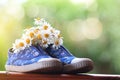 Blue running shoes filled with daisies under the summer sun
