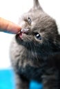 Blue Russian Cat Cub and Finger Royalty Free Stock Photo