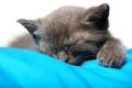 Blue Russian Cat Sleeping on Pillow Royalty Free Stock Photo