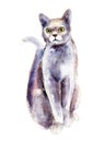 The blue russian cat, watercolor illustration isolated on white.