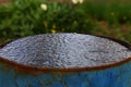 Blue rusty water barrel on a green background in the garden. Raindrops.