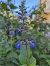 Detail of the Blue Sage or Salvia azurea flowers. Royalty Free Stock Photo