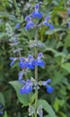 Detail of the Blue Sage or Salvia azurea flowers. Royalty Free Stock Photo