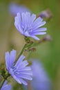 Blue sage wildflower - Salvia azurea
