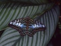 blue sail butterfly