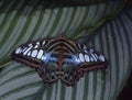 blue sail butterfly