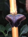 Blue sail butterfly