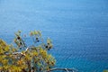 Blue salty sea water texture and pine cone tree, Datca Turkey seaside Royalty Free Stock Photo