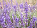 Blue salvia blue sage flower. Beautiful violet flowers Royalty Free Stock Photo