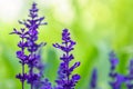 Blue Salvia farinacea flowers, or Mealy Cup Sage on green background, close-up Royalty Free Stock Photo