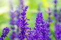 Blue Salvia farinacea flowers, or Mealy Cup Sage on green background, close-up Royalty Free Stock Photo