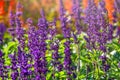 Blue Salvia farinacea flowers, or Mealy Cup Sage on green background, close-up Royalty Free Stock Photo