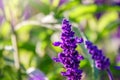 Blue Salvia farinacea flowers, or Mealy Cup Sage on green background, close-up Royalty Free Stock Photo