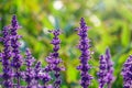 Blue Salvia farinacea flowers, or Mealy Cup Sage on green background, close-up Royalty Free Stock Photo