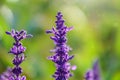 Blue Salvia farinacea flowers, or Mealy Cup Sage on green background, close-up Royalty Free Stock Photo