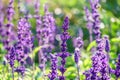 Blue Salvia farinacea flowers, or Mealy Cup Sage on green background, close-up Royalty Free Stock Photo