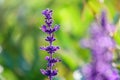 Blue Salvia farinacea flowers, or Mealy Cup Sage on green background, close-up Royalty Free Stock Photo